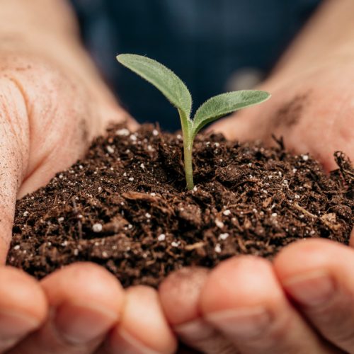 A evolução dos fertilizantes agrícolas e seus benefícios para o campo na visão de Cauê Lopes Martins