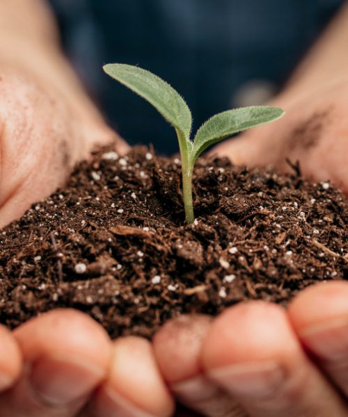 A evolução dos fertilizantes agrícolas e seus benefícios para o campo na visão de Cauê Lopes Martins