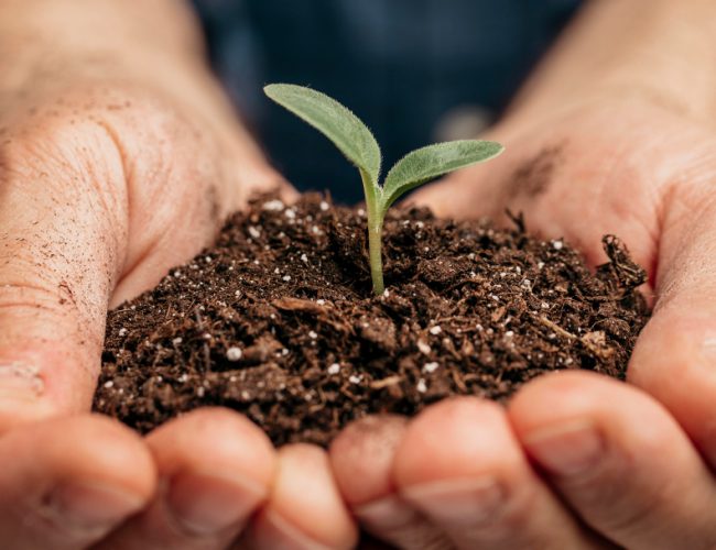 A evolução dos fertilizantes agrícolas e seus benefícios para o campo na visão de Cauê Lopes Martins